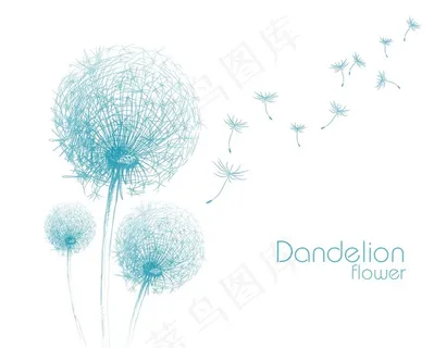 开放的蒲公英特写素材高清摄影图片