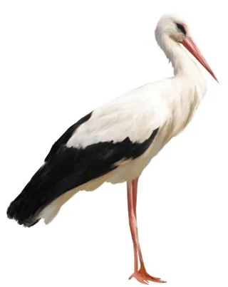 鹳 PNG免抠