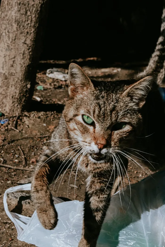 可爱猫咪猫猫摄影素材