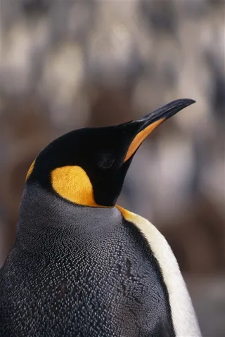 一只长相漂亮的企鹅