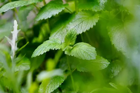 翠绿色薄荷叶摄影图片 翠绿色薄荷叶摄影图片
