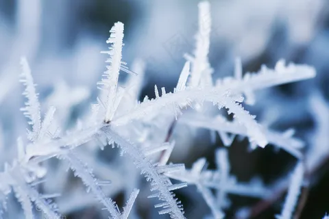 叶子上挂满了白霜植物摄影图