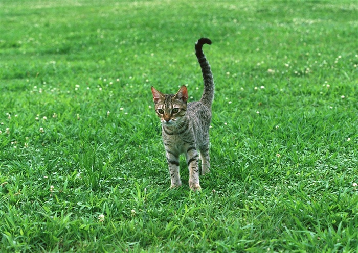 猫家禽家畜素材