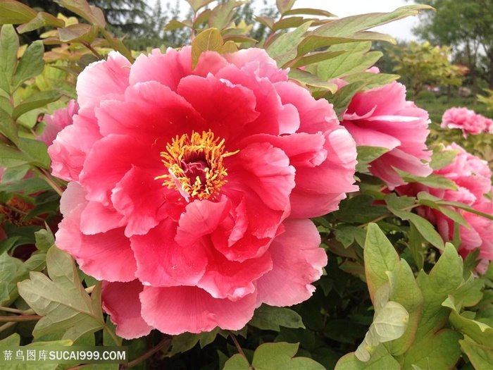 高清盛开的红牡丹花图片