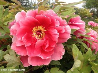 高清盛开的红牡丹花图片