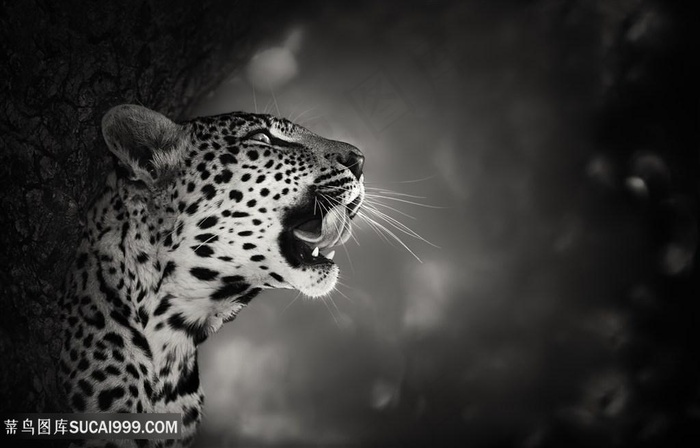 斑点豹黑白特写高清图片