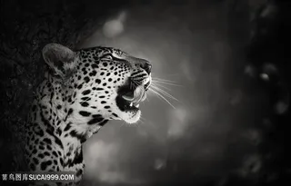 斑点豹黑白特写高清图片