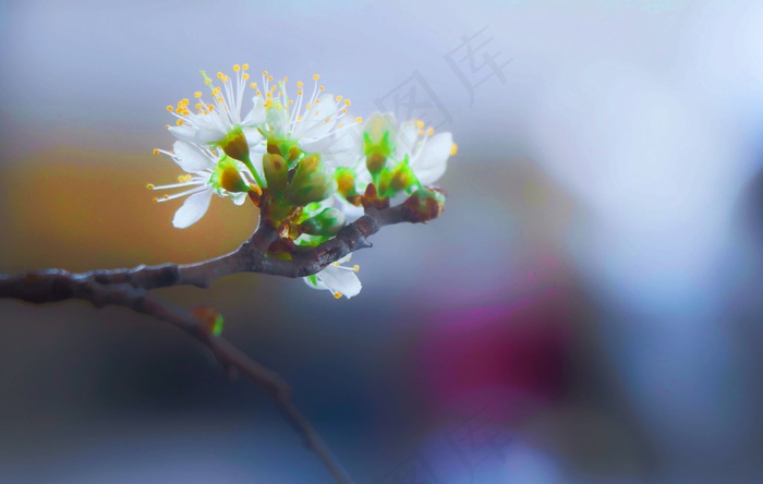 白色苹果花摄影图片