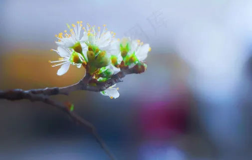 白色苹果花摄影图片 白色苹果花摄影图片