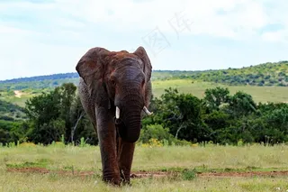 哺乳动物大象图片