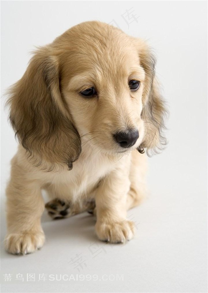 蹲着的可爱小狗图片下载