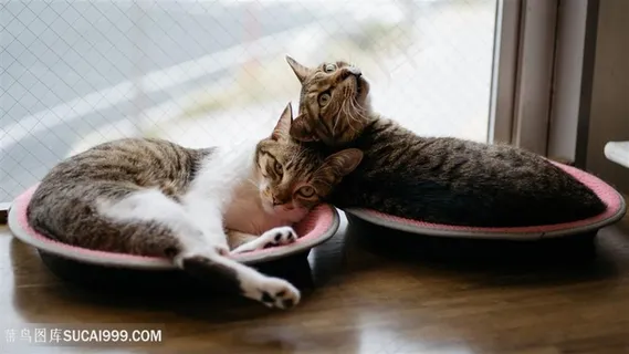 盆子里的两只宠物猫咪图片