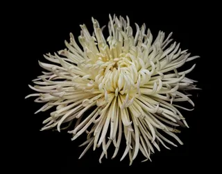 白色盛开的菊花