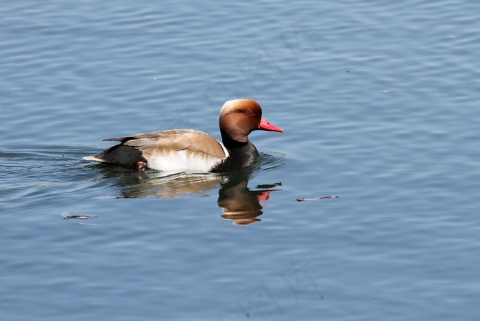 绿头鸭浮水图片