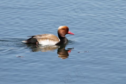绿头鸭浮水图片
