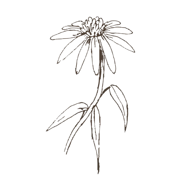 线条草本花卉手绘植物-紫锥花