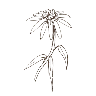 线条草本花卉手绘植物-紫锥花