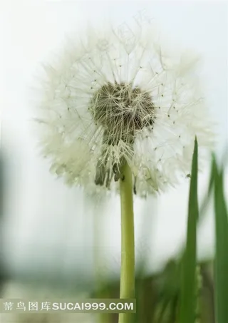 蒲公英图片下载