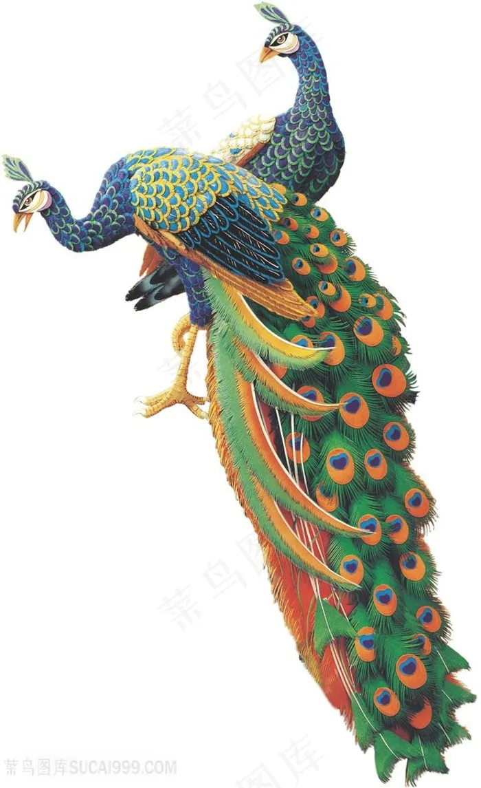 精美孔雀图片
