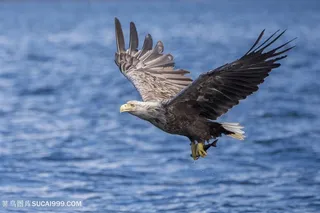 高清在海洋上低空飞翔的白头海雕图片鸟图片