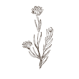 线条草本花卉手绘植物-花2