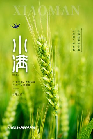 手绘24传统节气小满节日海报