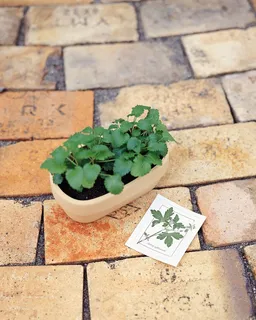 盆景造型之十 盆景造型之十