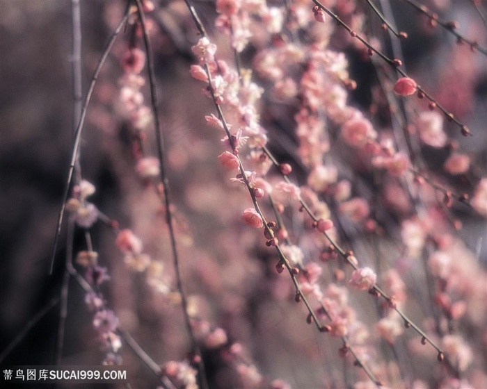 唯美粉色桃花鲜花图片