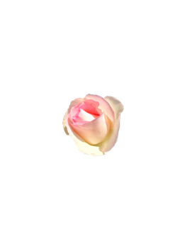 粉玫瑰“免抠”