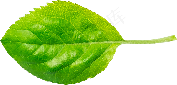 07_Apple Leaf