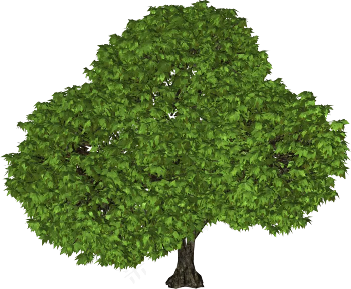 树木免扣图片  