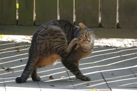 可爱狸花猫图片 可爱狸花猫图片