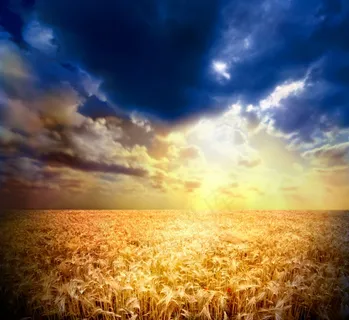 稻田风景素材图片下载