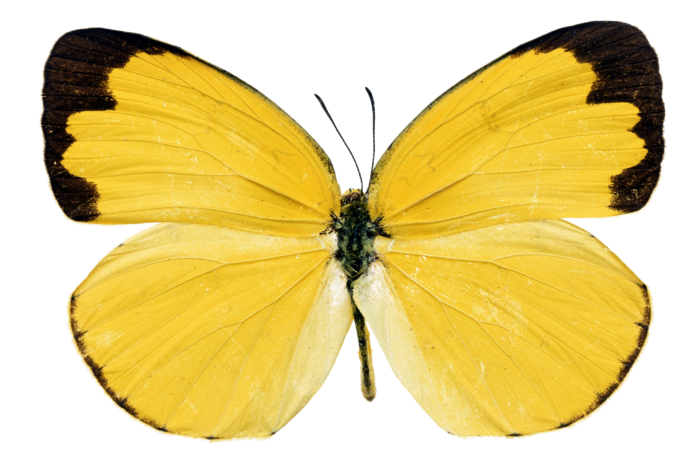 蝴蝶 彩蝶 花蝴蝶 动物 昆虫 免抠