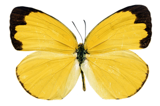 蝴蝶 彩蝶 花蝴蝶 动物 昆虫 免抠