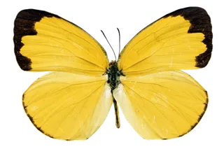 蝴蝶 彩蝶 花蝴蝶 动物 昆虫 免抠