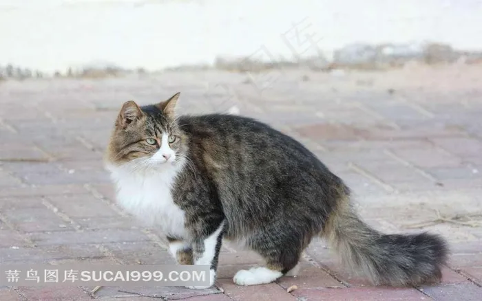 路面上回头的花猫