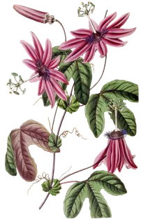 复古手绘植物花卉玫瑰花PNG免扣图案高清图片PS设计素材图