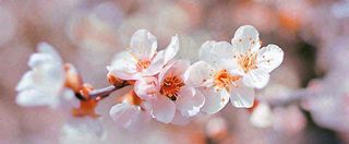 白色浪漫春季樱花花朵枝叶，立春惊蛰春分摄影图