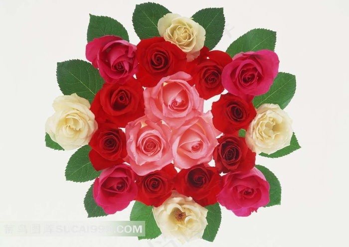 玫瑰花素材图片