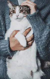 可爱猫咪猫猫摄影素材