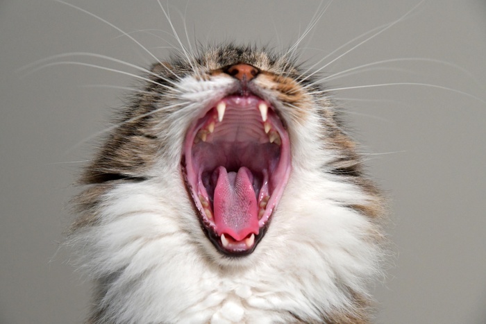 可爱猫咪猫猫摄影素材