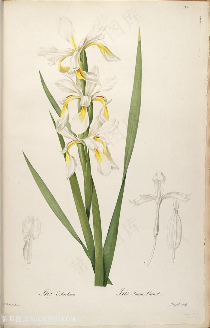 雷杜德原版高清唯美花卉植被花草图谱