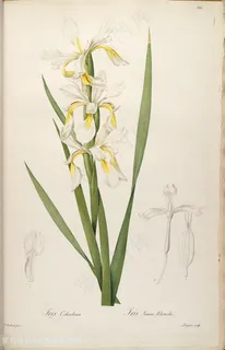 雷杜德原版高清唯美花卉植被花草图谱