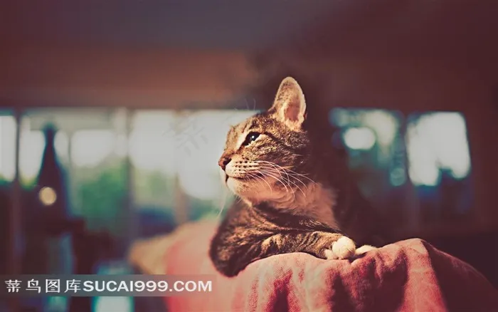 一只回头的猫咪图片