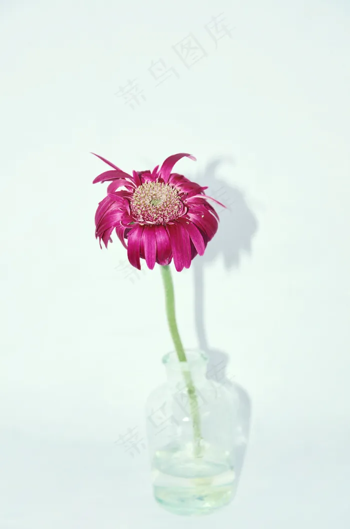 一支粉色花朵图片下载
