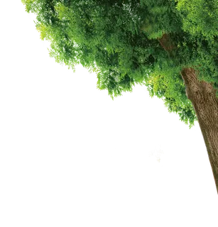 树木树枝树叶免扣素材