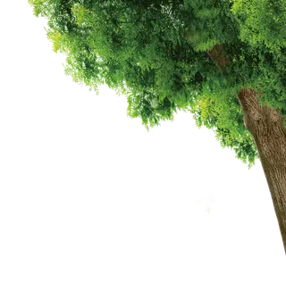 树木树枝树叶免扣素材