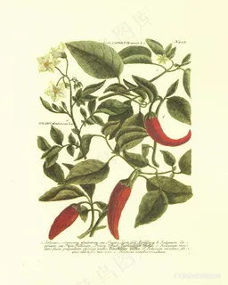 唯美辣椒高清树枝油画 唯美辣椒高清树枝油画