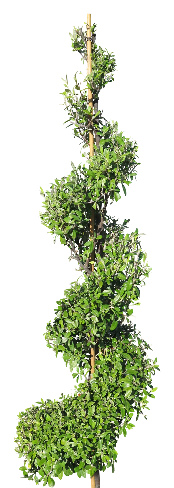 高清树木素材 免抠PSD植物素材 美术绘画园林贴图 树草灌木花草